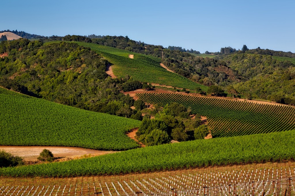 Sonoma might be the heart of California wine country, but it's also has some of the best racing in the nation.